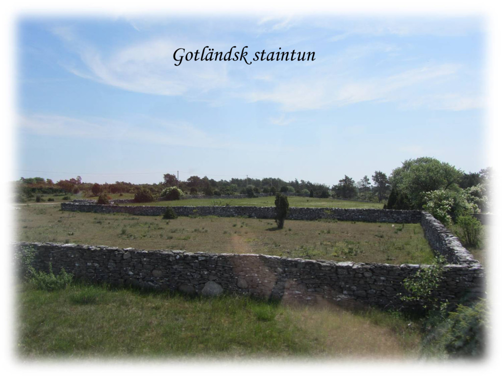 gärdsgård2